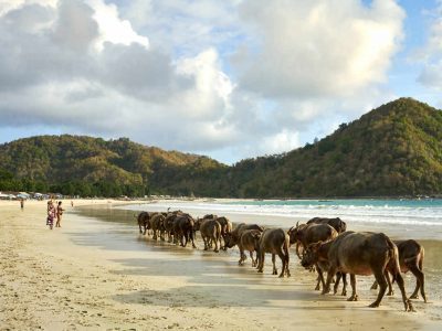 Herd of buffalo crossing Selong Belanak Beach, a daily occurrence as they return from grazing in the fields, Lombok, Indonesia, Southeast Asia, Asia